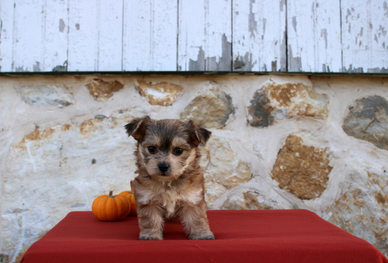 puppy, for, sale, Morkie, Matthew B. Stoltzfus, dog, breeder, Gap, PA, dog-breeder, puppy-for-sale, forsale, nearby, find, puppyfind, locator, puppylocator, aca